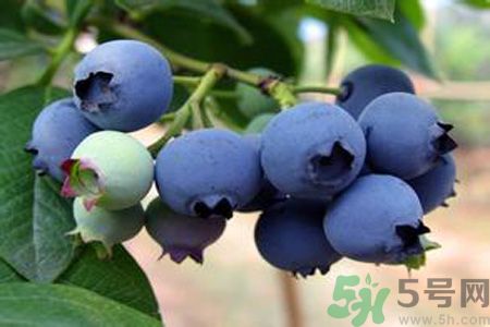 藍(lán)莓上面的白色的東西是什么？藍(lán)莓上面的白色的東西可以吃嗎？