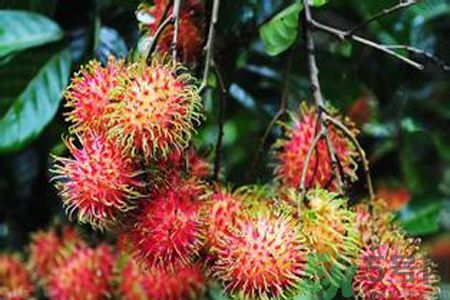 紅毛丹的殼可以吃嗎？紅毛丹的皮可以吃嗎？