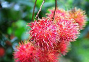 寶寶可以吃紅毛丹嗎？寶寶多大了可以吃紅毛丹？