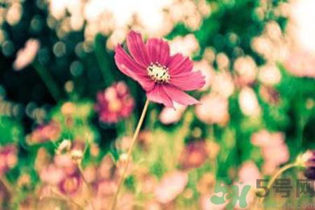 父親節(jié)送什么花好？父親節(jié)送什么花？