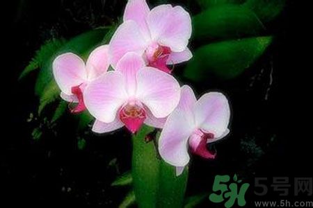 父親節(jié)送什么花好？父親節(jié)送什么花？