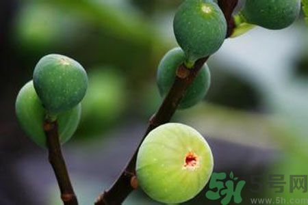 無(wú)花果是熱性還是涼性？無(wú)花果是熱性嗎？