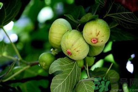 孕婦可以吃無(wú)花果嗎？懷孕可以吃無(wú)花果嗎？