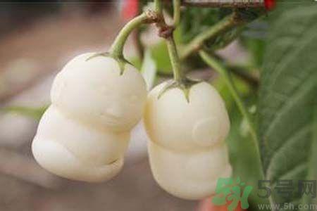 人參果是發(fā)物嗎？人參果是不是發(fā)物？