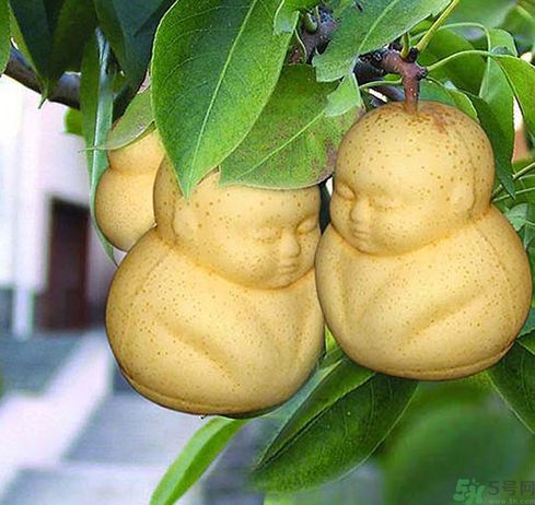 哺乳期可以吃人參果嗎？哺乳期吃人參果好嗎？
