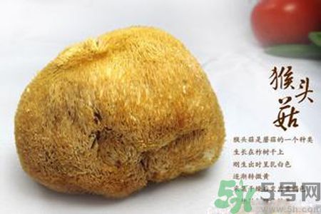 猴頭菇是發(fā)物嗎？猴頭菇是不是發(fā)物？