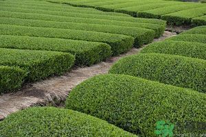 綠茶可以去黑眼圈嗎？綠茶去黑眼圈的方法