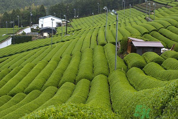 綠茶可以去黑眼圈嗎？綠茶去黑眼圈的方法