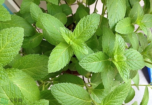 薄荷能美白嗎？薄荷有什么功效和作用？