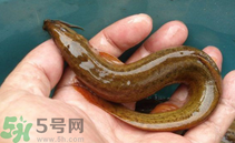 泥鰍死了還能吃嗎？死泥鰍能不能吃？