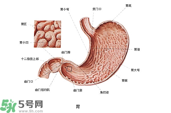 防胃癌的食物有哪些？多吃什么預(yù)防胃癌？