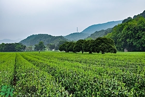綠茶是酸性還是堿性?綠茶是酸性的嗎？
