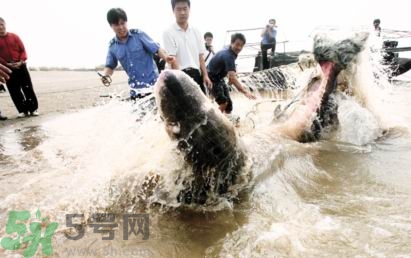 發(fā)洪水怎么抓魚？發(fā)洪水時的抓魚方法