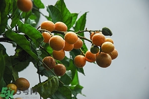 孕婦能吃黃皮果嗎？孕婦吃黃皮果好嗎？