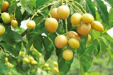 黃皮果是熱性還是涼性？黃皮果是涼性嗎？