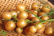 黃皮果是酸性還是堿性？黃皮果是堿性嗎？