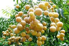 黃皮果果核可以吃嗎？黃皮果果核有什么功效？