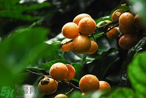 孕婦能吃黃皮果嗎？孕婦吃黃皮果好嗎？
