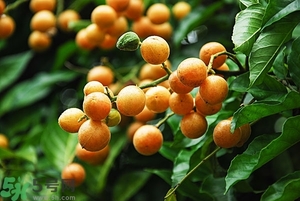 孕婦能吃黃皮果嗎？孕婦吃黃皮果好嗎？