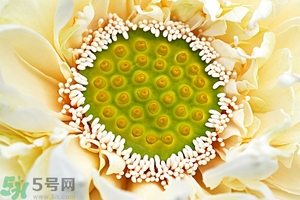 蓮蓬是什么東西？蓮蓬是什么顏色的？