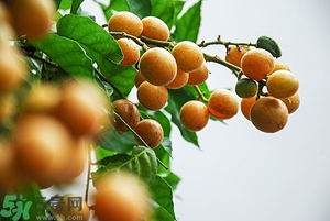 孕婦能吃黃皮果嗎？孕婦吃黃皮果好嗎？