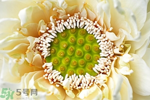 蓮蓬是什么東西？蓮蓬是什么顏色的？