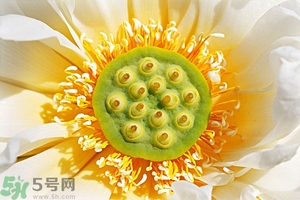 蓮蓬可以多吃嗎？蓮子吃多了會(huì)怎樣？