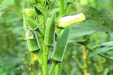 秋葵花可以吃嗎？秋葵花的做法