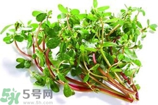 馬齒莧是熱性還是涼性？馬齒莧是涼性嗎？