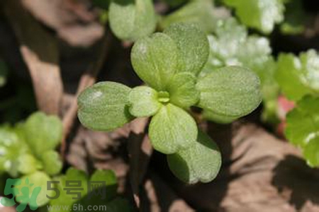 馬齒莧是不是發(fā)物？馬齒莧是發(fā)物嗎？