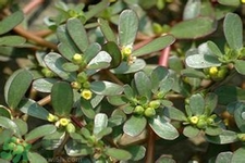 馬齒莧是不是發(fā)物？馬齒莧是發(fā)物嗎？