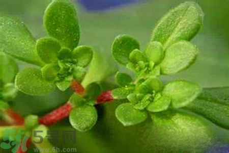 馬齒莧是不是發(fā)物？馬齒莧是發(fā)物嗎？