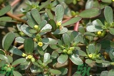 馬齒莧是酸性還是堿性？馬齒莧是堿性嗎？
