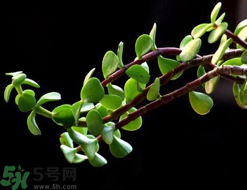 馬齒莧可以去痘痘嗎？馬齒莧敷臉去痘痘有什么副作用嗎？