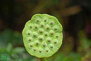 蓮蓬可以多吃嗎？蓮子吃多了會(huì)怎樣？