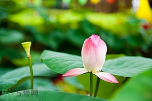 蓮蓬可以多吃嗎？蓮子吃多了會(huì)怎樣？