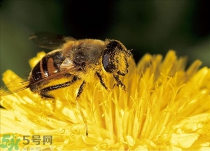 蜂蜜放久了有酒味是怎么回事？蜂蜜有酒味還能喝嗎？