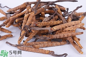 冬蟲夏草是怎么形成的？冬蟲夏草是蟲子嗎？