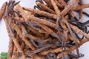 冬蟲夏草是怎么形成的？冬蟲夏草是蟲子嗎？
