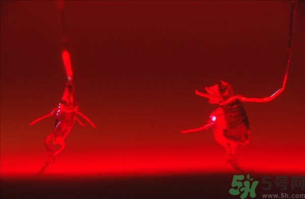 家里有跳蚤怎么快速去除？屋里有跳蚤怎么消滅掉？