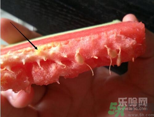 如何辨別催熟的西瓜？催熟的西瓜是什么樣的？