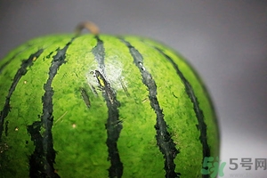 如何辨別催熟的西瓜？催熟的西瓜是什么樣的？
