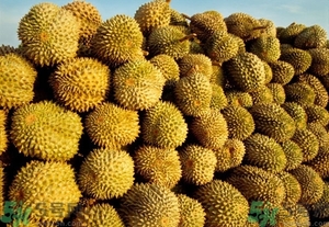 榴蓮能放冰箱嗎？榴蓮放在冰箱能保存幾天？