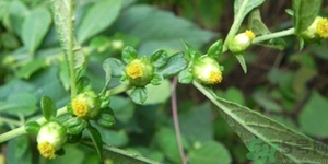 鹿活草真的有嗎？鹿活草貴嗎鹿活草哪里有？