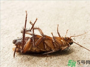 家里有蟑螂怎么辦能除根嗎？家里有蟑螂怎樣能徹底消滅？