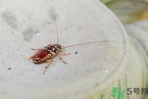 家里有蟑螂怎么辦能除根嗎？家里有蟑螂怎樣能徹底消滅？