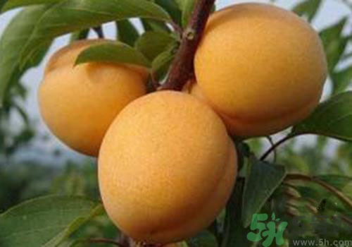 杏子皮可以吃嗎？吃杏子要剝皮嗎？