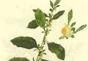 鹿活草多少錢？鹿活草有什么用？