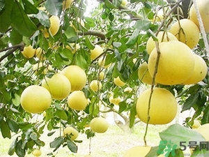 柚子的瓤是紅色正常嗎？柚子里面是紅色的能吃嗎？
