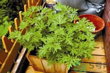 驅(qū)蚊草可以驅(qū)蚊嗎？驅(qū)蚊草有用嗎？